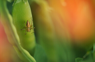 a small spider with studded paws sits on a ripe pod of green peas in the garden, horizontal macrophotography with a blurred background and selective soft focus