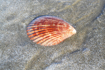 Orange colored shell on the sand close up