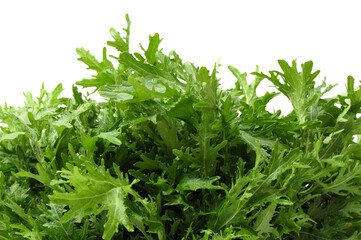 Shungiku, also known as tong hao, or edible chrysanthemum, Isolated on white. A leaf herb commonly...