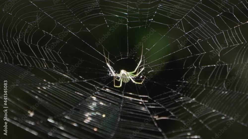 Poster white spider weaving cobweb in the middle of nature park isolated at bokeh background. - close up sh