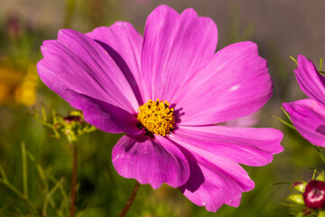 Obraz premium pink cosmos flowers