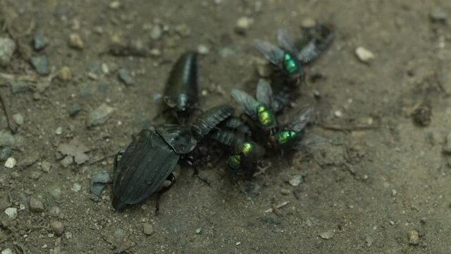 Group Of Flies Adult And Larvae Of Silpha Tristis Beetle Fighting And Feasting On Dead Insect. - close up