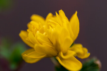 yellow flower