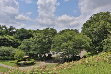 rice field in island