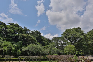 clouds over the forest