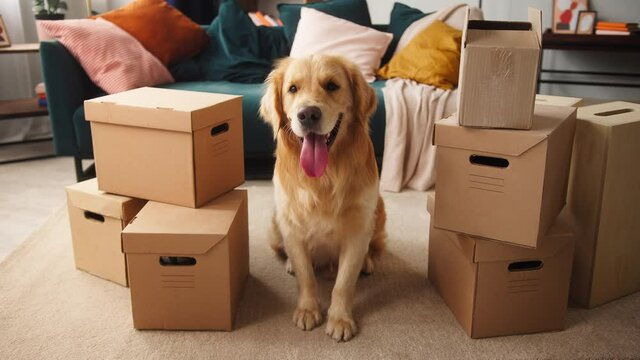 Close-up of golden retriever dog sitting on floor between delivery boxes, e-commerce shopping for pets, food and toys gift for small animal friends, happy puppy receive post, online pet store. 