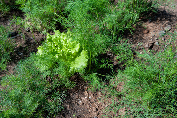 dill and salad in the garden. Growing food greens.