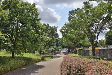 alley in the park of palace