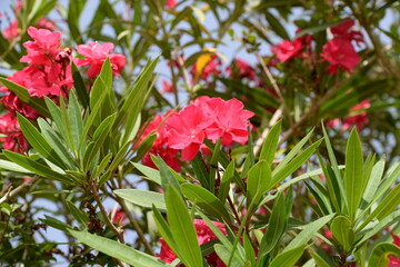 Blühender Oleander in Spanien