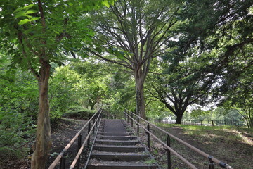 railway in the forest