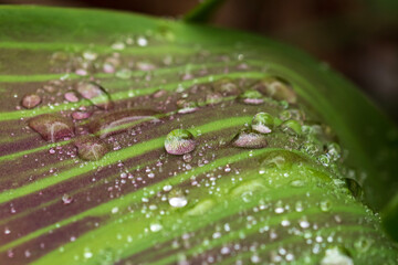dew on a leaf