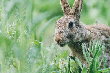 Fototapeta premium Close up, rabbit in the city park, eating grass, Dutch city park wildlife