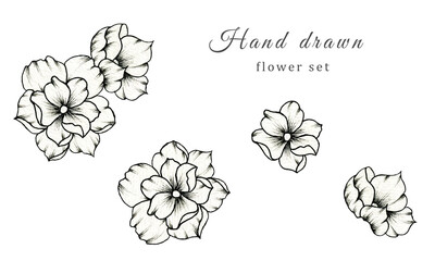 Hand drawn set of flowers isolated on white, botanic illustration of floral collection, beautiful black floral sketch element great for floral designs and blossom decorations