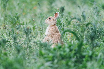 Alert rabbit in the city park, he looks around, Dutch city park wildlife