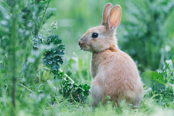 Alert young rabbit in the city park, he looks around, Dutch city park
wildlife