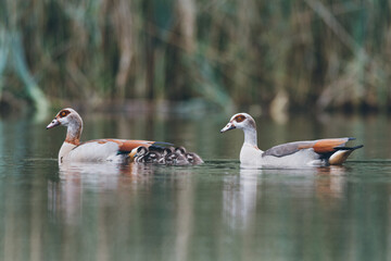 A pair of Egyptian Geese with small chicks swimming in the water, Alopochen aegyptiaca, Dutch city park wildlife, water birds