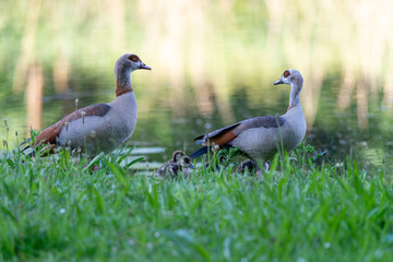 Pair of Egyptian Geese with small chicks at the water's edge in the grass, Alopochen aegyptiaca,...