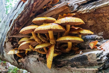 mushrooms in the forest