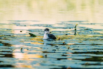 Coot chick, swims in the water looking for food, City park, Amsterdam north, Baanakkerspark, Netherlands, dutch wildlife