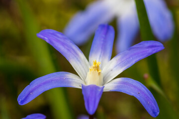 blue iris flower