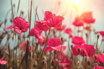 Obraz premium Blooming Poppies field. Wild poppies (Papaver) against a dramatic sky. Flower nature background
