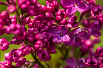 pink and purple lilac