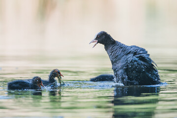 Mother coot feeds her young in the water, Dutch city park wildlife
