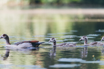 A pair of Egyptian Geese with small chicks swimming in the water, Alopochen aegyptiaca, Dutch city park wildlife, water birds