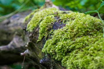 moss on a tree trunk