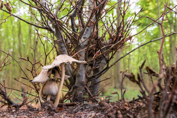Naklejka na ściany i meble mushrooms in the forest