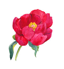 Red peony flower. Watercolor hand painted drawing