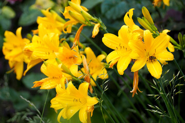 close buds of yellow lilies grow in the garden side view