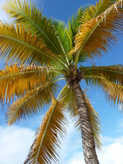 Obraz premium Cocotier 