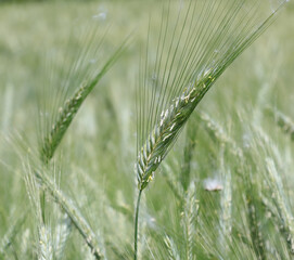 green ears of wheat not yet ripe in the cultivated field waiting to be harvested