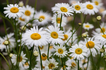 Fototapeta premium field of daisies