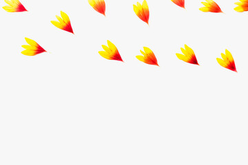 yellow petals on a white background, background with petals, colored background 