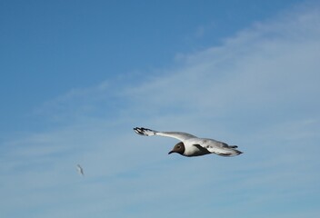 Lonely seagull Black-headed gull bird on the blue sky with clouds. Sea or ocean nice picture. Summer day. Background pattern. High quality photo