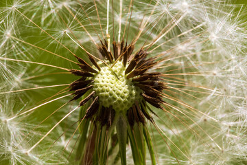 closeup of a dandelion