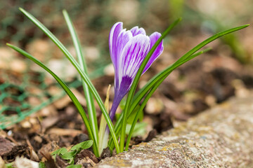 spring crocus flowers