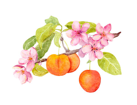 Red cherry plum fruit branch with blossom flowers. Watercolor hand painted picture