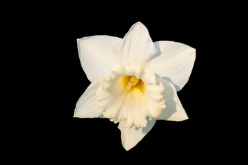 Naklejka na ściany i meble White daffodil. Narcissus isolated on a black background