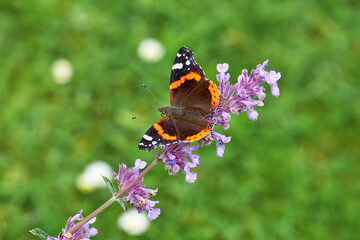 Schmetterling, Admiral, auf blühender Katzenminze.