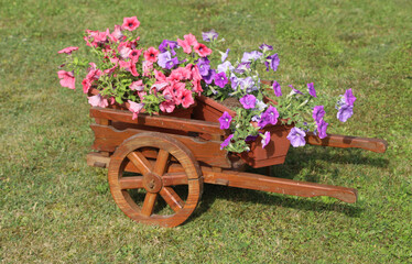 flower pot in a wooden wheelbarrow to decorate the garden in spring