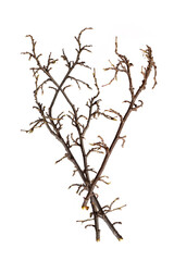 Plant branch without leaves isolated on white background