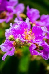 Close up Violet Lagerstroemia floribunda flower in home garden on summer.