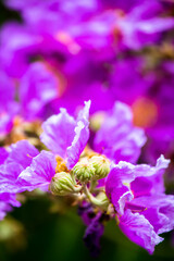 Close up Violet Lagerstroemia floribunda flower in home garden on summer.