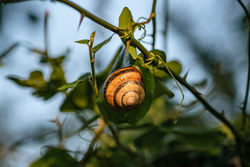 Brown Garden Snail on the leaf Closeup