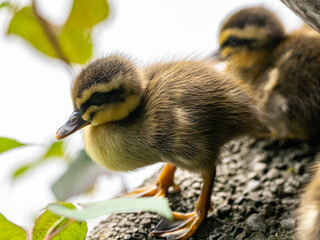 Closeup shot of an offspring of an Eastern Spot-Billed duck on a blurred background