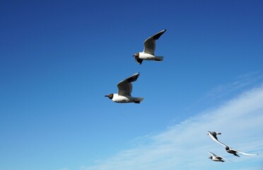 a lot of seagulls Black-headed gulls birds on the blue sky with clouds. Sea or ocean nice picture. Summer day. Background pattern. High quality photo