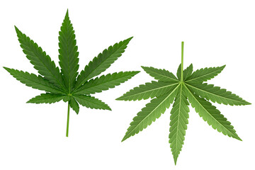 Green cannabis leaves isolated on white background.